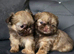 Beautiful Chocolate Shih Tzus