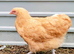 Crested cream legbar