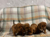 4 beautiful American /dash pups