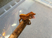 Baby crested geckos
