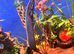 Fire eel 18inch plus