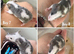 8 male fancy mice for sale
