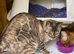 Spayed Adult Female Bengal