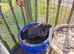 Black labrador puppy from working lines