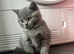 Beautiful British shorthair kittens for sale
