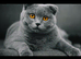Absolutely Stunning Scottish fold