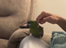 Hahns macaw semi tame