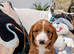 Adorable full DNA tested Cockerpoo puppies
