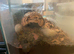 Asian Forest Scorpion and Setup - &pound;20