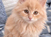 Stunning Purebred Maine Coon Boy Cream/red