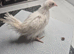 Serama pullets