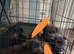 German Shepherd cross Belgian mali pups