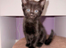Reduced! Black Kittens &ndash; Ready Now
