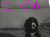 Cocker spaniel puppies for sale