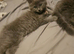 Kittens for sale