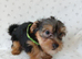 YORKSHIRE TERRIER PUPPIES READY NOW