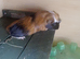 Male guinea pigs