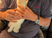 Ferret for sale