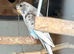 Baby Budgies