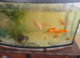 FISH AND TANK