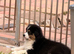 Stunning Australian Shepherd Female Puppy
