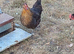 Beautiful Chickens laying hens