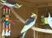 2x cockatiel chicks