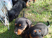 Dachund x toy poodle