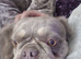 Fluffy frenchie