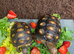 Baby red foot tortoises 2 available