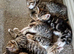 6 x kittens ready to reserve for loving homes