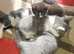 5 Playful Kittens for sale