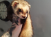 Hob ferret 16months old