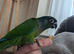 Emma conure