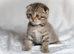 READY NOW! Scottish fold kitten female