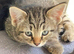 Adorable Female tabby kitten in need of a loving home.