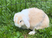 Female mini lops