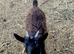 Pygmy Nanny Goats