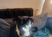 Bear, Cane corso cross American bully