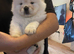 Chow chow baby girl