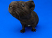 Dalmatian/roan guinea pig sow