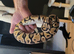 Royal python