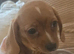 Dachshund mini x for sale