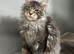 maine coon boy redy now