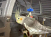 Cloud cockatiel female