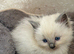 Pure Blue Pount Ragdoll Kittens 3 girls 2 boys (REDUCED)