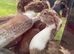 Muscovy ducklings