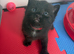 Kittens ready to leave in 1 week