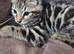 Beautiful Bengal × British Shorthair Kittens