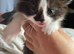 Kittens ready for new homes